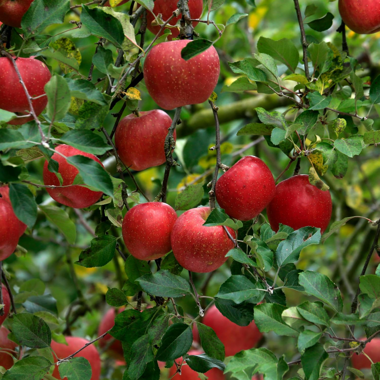 Delicious Apple Tree Live Plant, 3 Gallon Pot from 2 to 3 Feet Tall, Apple Trees Live Plants, Fruit Tree for Outdoor Gardening, No Ship to CA (Red)
