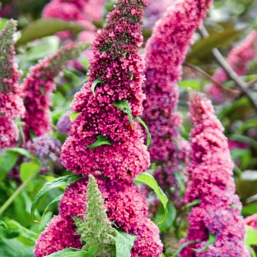 Butterfly Bush Live Plant 4-8 Inches, Fragrant Butterfly Bush Flowering Shrub Well Rooted, Outdoor Garden Planting (Raspberry Pink)