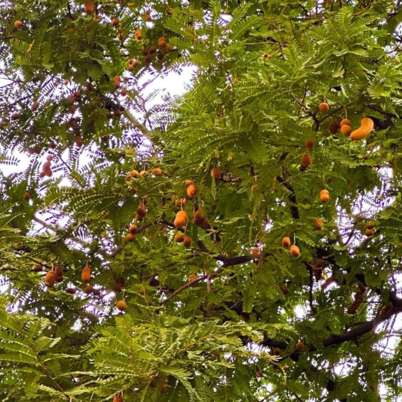 Tamarind Live Plant for Garden Use, 2-3 Ft Tall Tree in 3 Gallon Pot, Tropical Fruit Bearing Plant for Outdoor Patio Spaces, No Ship to CA