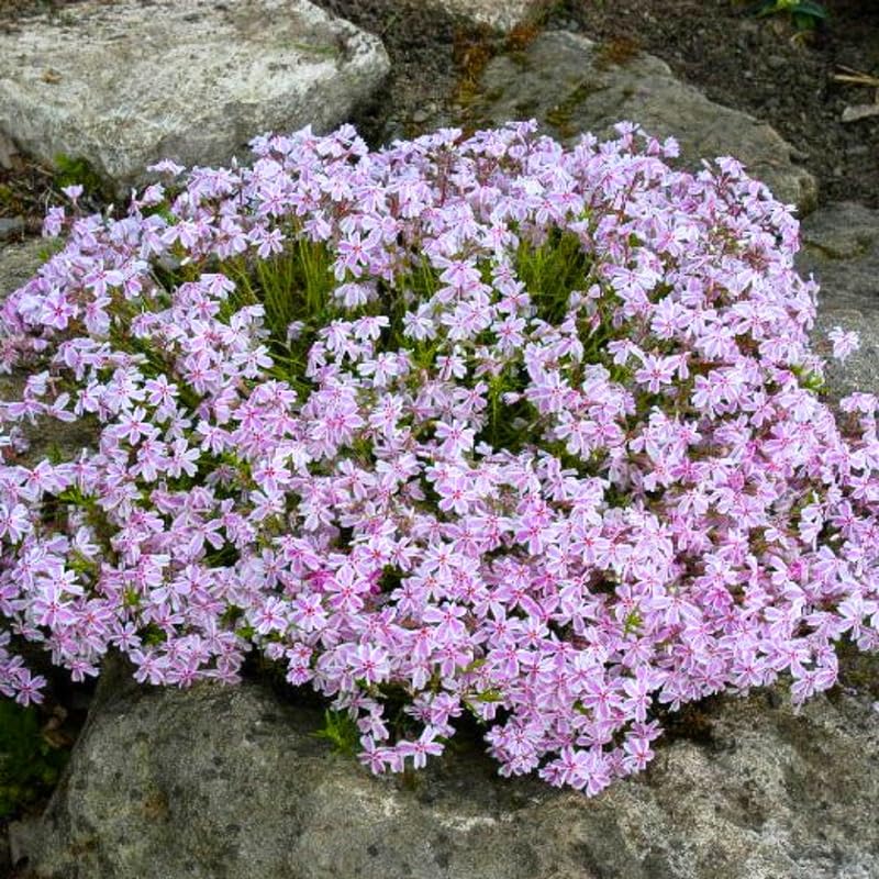 YOKEBOM Set 2 Creeping Phlox Plants, Hardy Perennial Phlox Flowers, Vibrant Ground Cover for Garden and Landscape, Ready to Grow Plugs 3-5 Inches