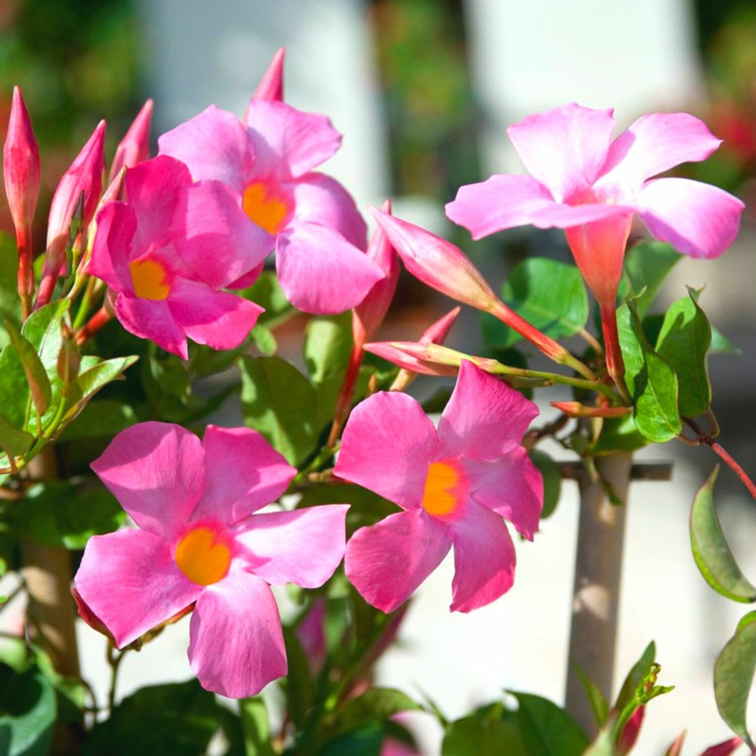 Pink Mandevilla Plants Live, 2 Plant, Mandevilla Vine Plant Growing Indoor and Outdoor from 4 to 6 Inc Tall