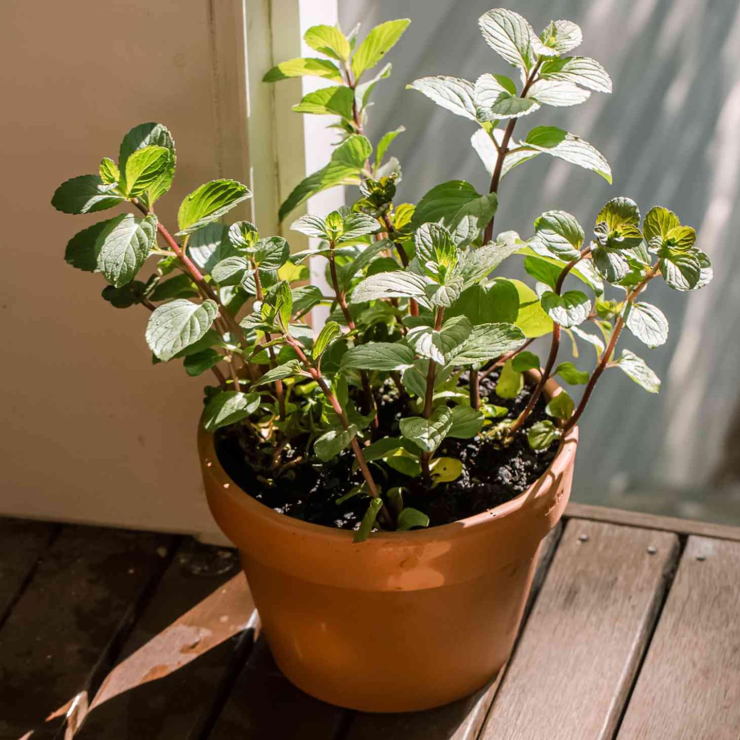 4 Live Chocolate Mint Plants, Herb Mint Plants Live, 4-8 Inch Tall Herbs Starter Plant for Home Garden, Container Grow, No Pot
