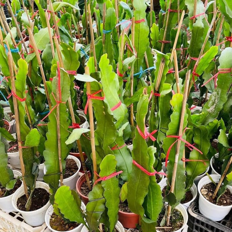 Red Dragon Fruit Tree Live Plant, Fully Rooted in Quart Pot, 12" Tall, Fast Growing Tropical Fruit Cactus