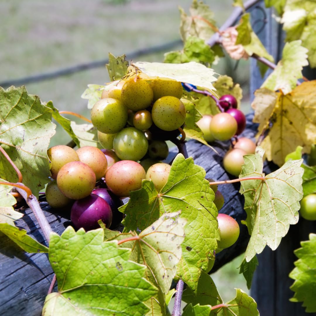 4 Seedless Muscadine Grape Plants Live, Grape Vines for Outdoor Planting, 4-6" Tall Hardy Fruit Plants for Outdoor Garden Vineyard