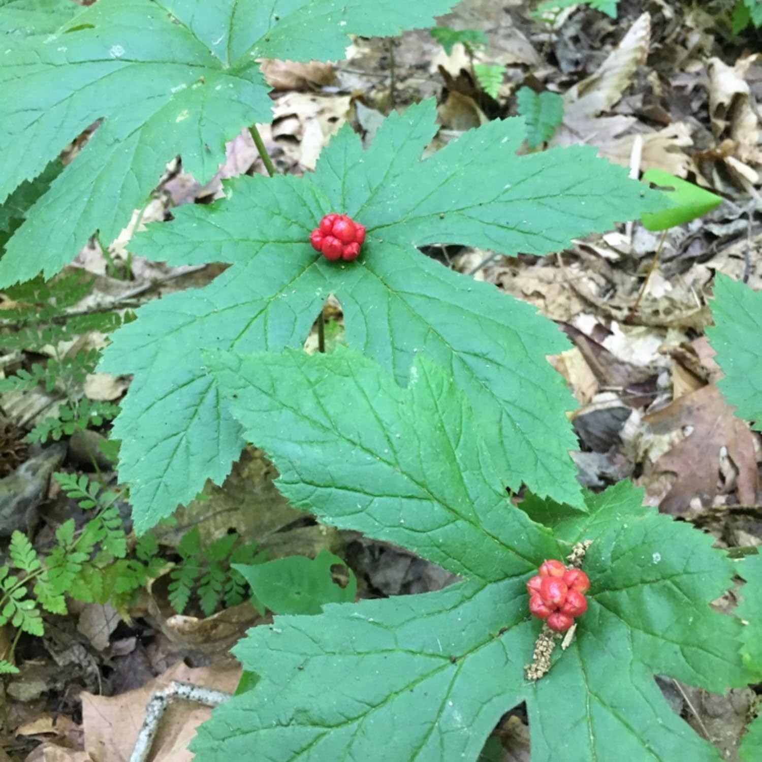10 Goldenseal Roots Plants Live, Goldenseal Herb for Planting Indoor Outdoor, Bare Roots