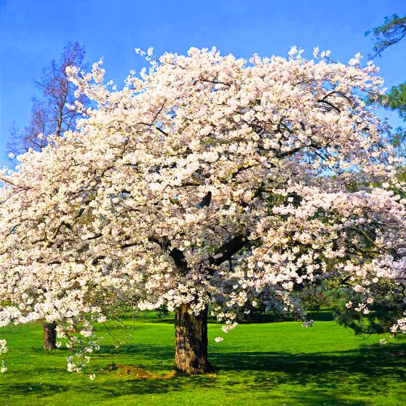 Live Cherry Blossoms Tree Plant, Yoshino Flowering Cherry Blossom in 2.5 Inches Pot, Dormant in Winter, Perennial Bloom, 9 Months Old Trees