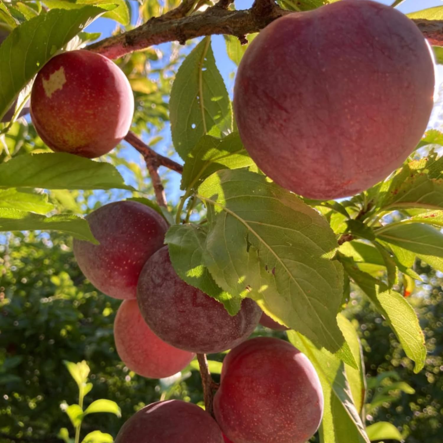 Santa Rosa Plum Tree Live Plant, 2-3 Feet Tall in 3 Gallon Pot, Plum Plant Large Fruit, Cold Hardy, Well-Rooted Fruits Tree, Outdoor Growing, No Ship to CA