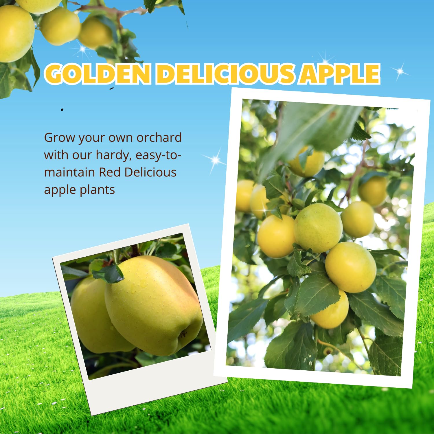 Delicious Apple Tree Live Plant, 3 Gallon Pot from 2 to 3 Feet Tall, Apple Trees Live Plants, Fruit Tree for Outdoor Gardening, No Ship to CA (Golden)