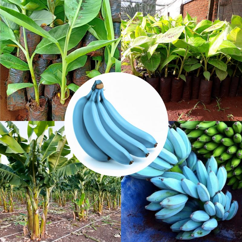 Ice Cream Banana Plant Live for Planting, Banana Trees Live Plants for Outdoor Indoor Planting, Cold Hardy, 4-7" in Tall, No Pot, Musa Plant