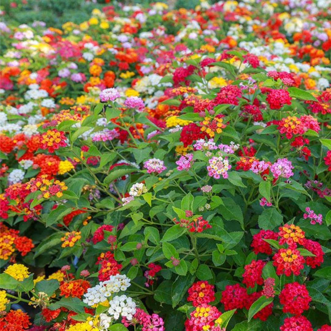2 Red Lantana Plants Live, 5 to 7 Inches Tall, Lantana Live Plants for Planting Outdoors, Perennial Flower Plant