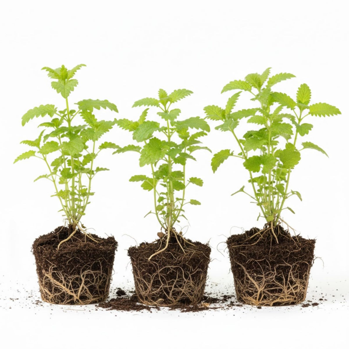 3 Lemon Balm Mint Herb, Lemon Balm Plants Live for Home Garden Indoor Outdoor, 4-6" Tall Well Rooted