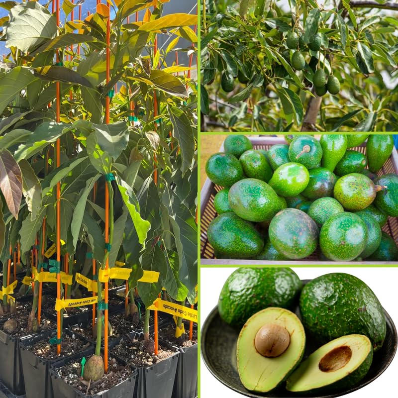 Green Avocado Tree Live Plant, 2 Years Old Seedlings, Fully Rooted Avocado Tree 3 Feet Tall