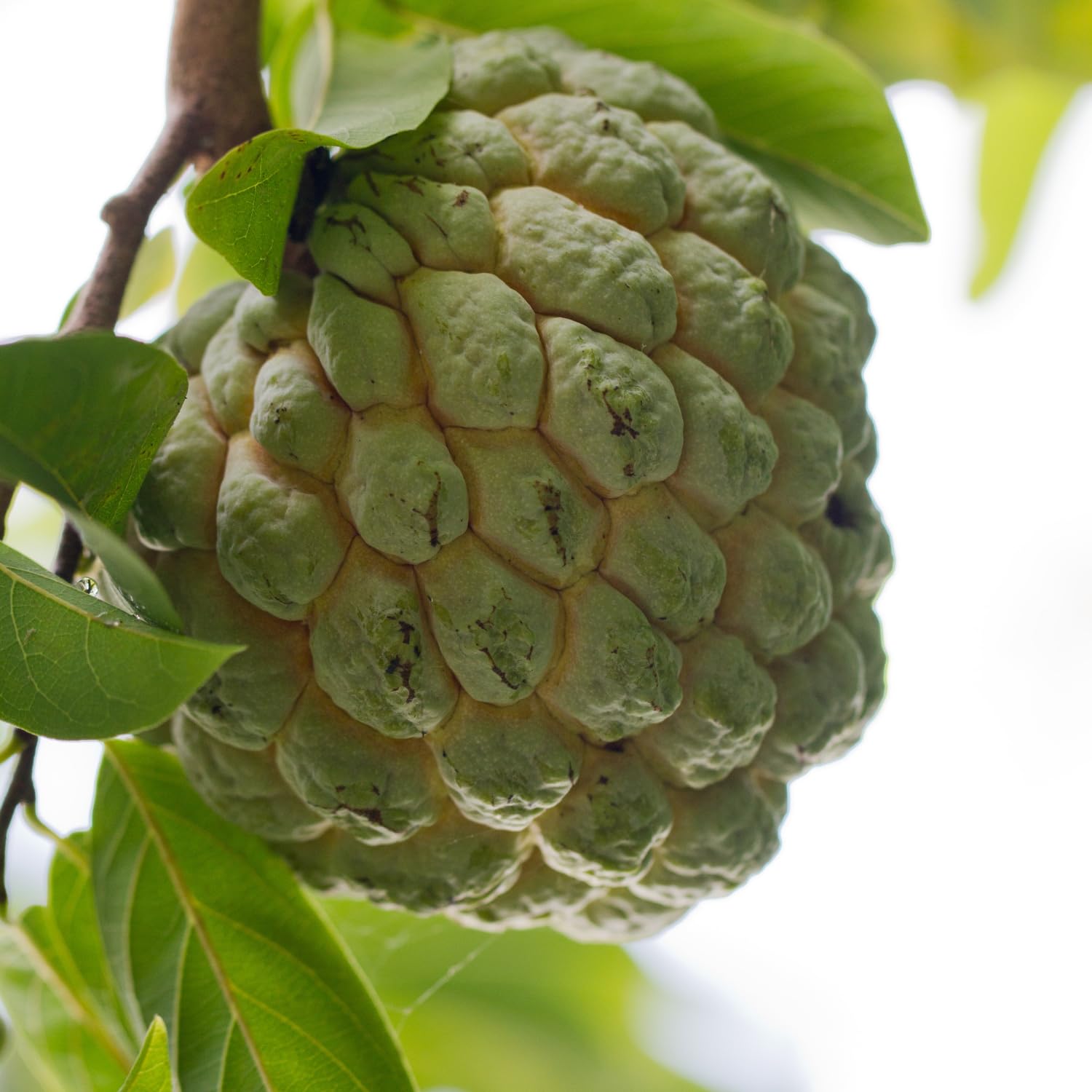 Creamy Sugar Apple Tree Live Plant in Gal Pot, Annona Squamosa Fruit Tree Outdoor Planting 24-30'' Tall, No Ship CA