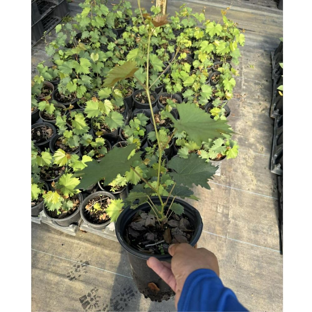 No CA, Muscadine Grape Plant 1 Gallon Pot, Sweet Grapes Vines for Planting, 20-24" Tall, Backyard Garden Plants