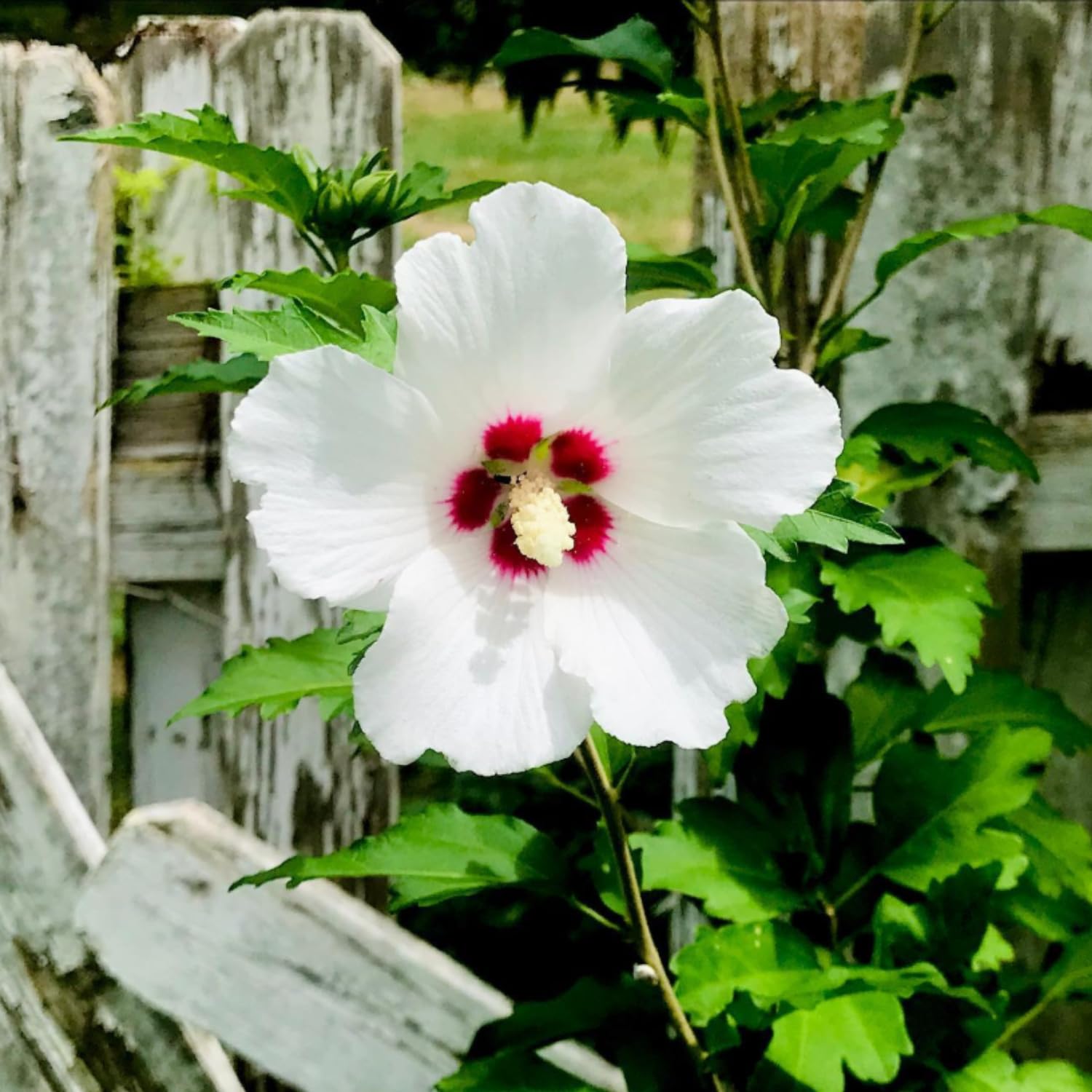 Rose of Sharon Tree Live Plant, Althea Hibiscus 1.5-2.5 Ft Tall, Perennial Hardy Hibiscus Plant for Outdoors Garden
