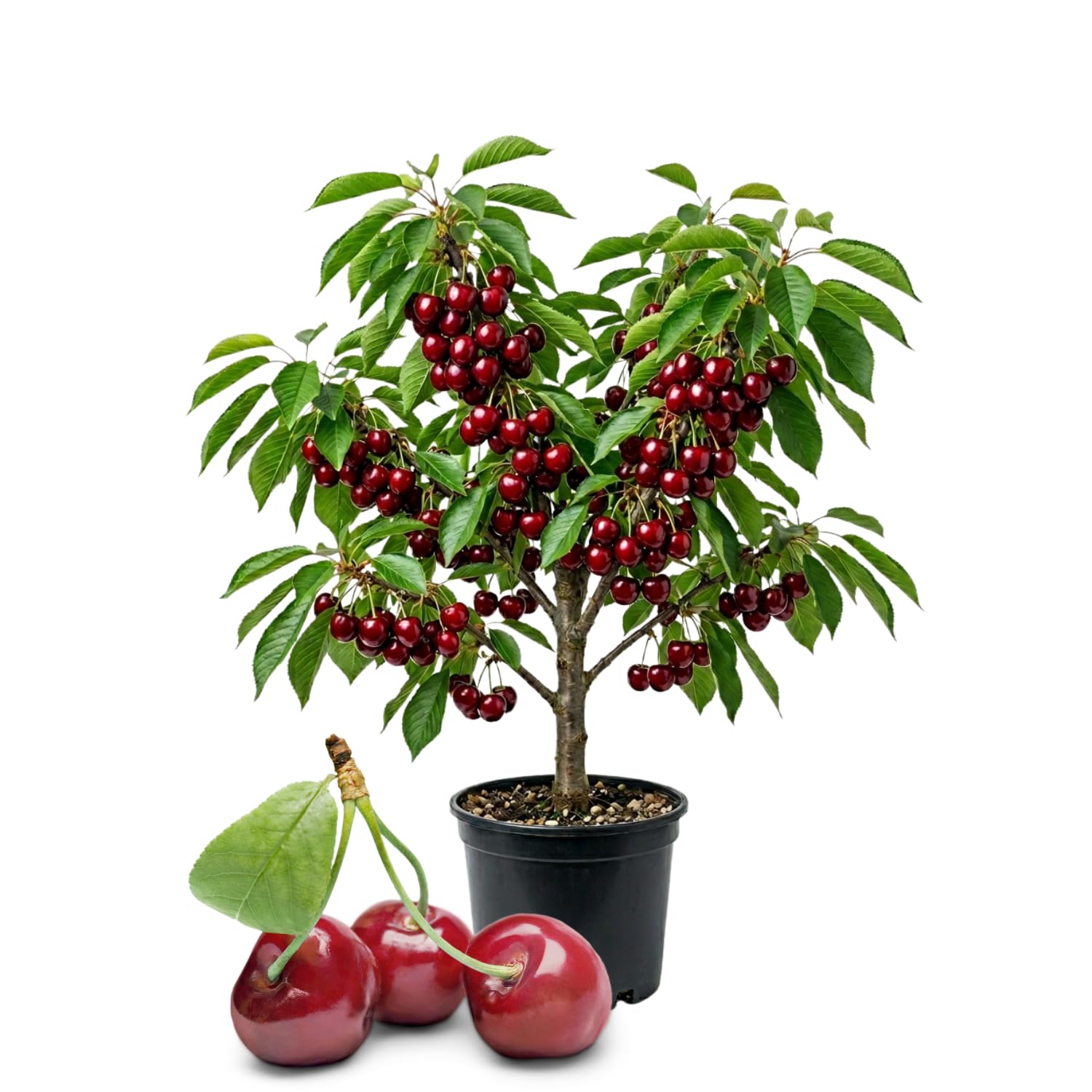 Cherry Tree Live Plant, Cherry Fruit Plant 3-4 Feet Tall in 3 Gallon, Sweet Fruit Tree, Cold Hardy for Outdoor Growing (Dark Red Cherry)