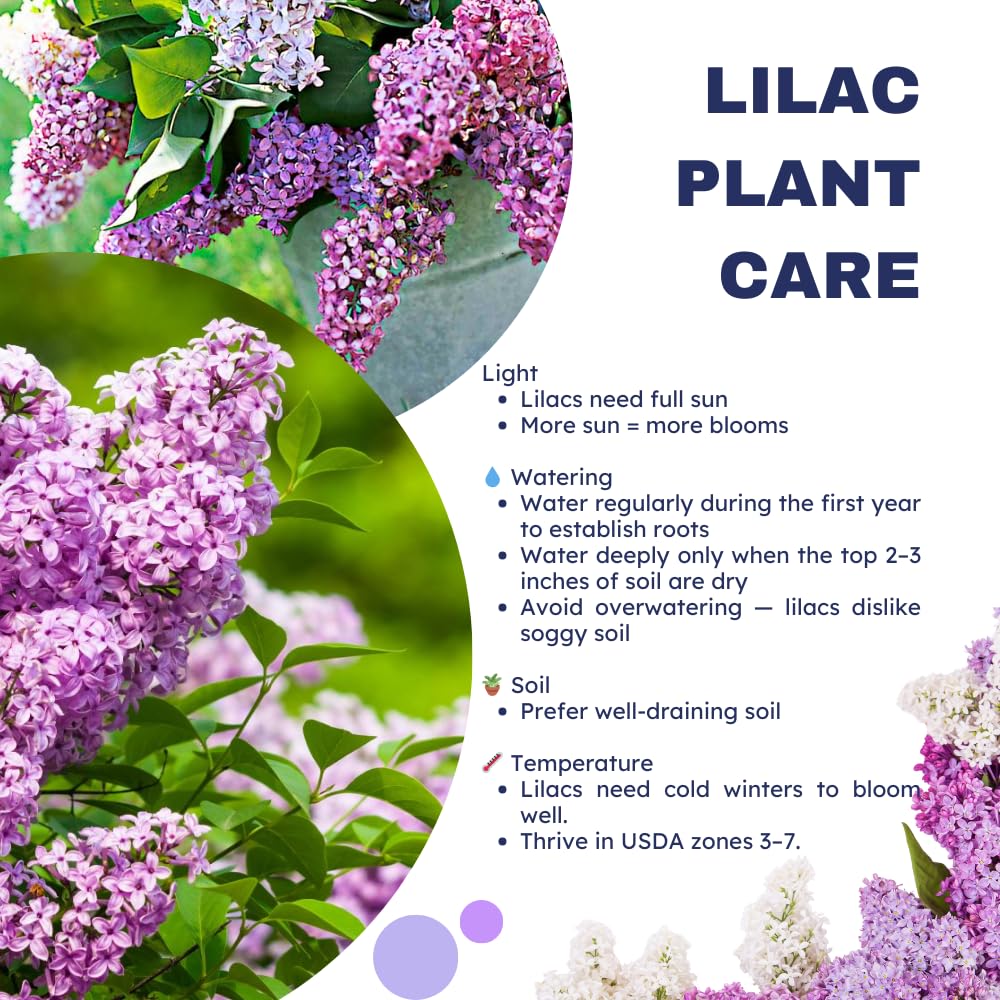 Purple Lilac Live Plant in 4 Inch Pot, Hardy Fragrant Lilac Shrub, Dormant in Winter, Outdoor Flowering Bush