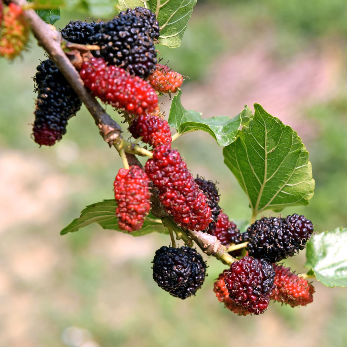 Red Mulberry Tree Live Plant, Sweet Mulberries Fruit, 5-8 Inch Tall