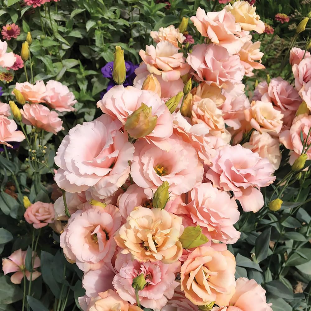 2 Eustoma Lisianthus Live Plants, Lisianthus Flowers Seedlings, 2-3 Inch Tall Well-Rooted Plug, Lisianthus Plants (Apricot Lisianthus)