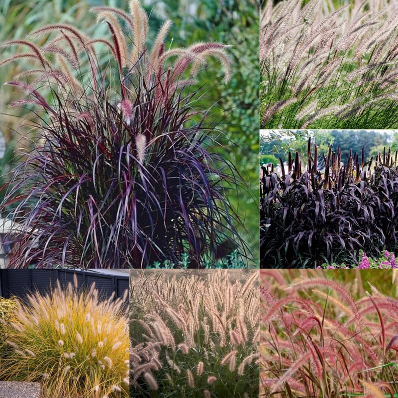 YOKEBOM 2 Mixed Fountain Grass Plants Live for Planting, Ornamental Grass for Landscaping, Hardy Grasses Clupms 4-7 Inch Tall Well Rooted