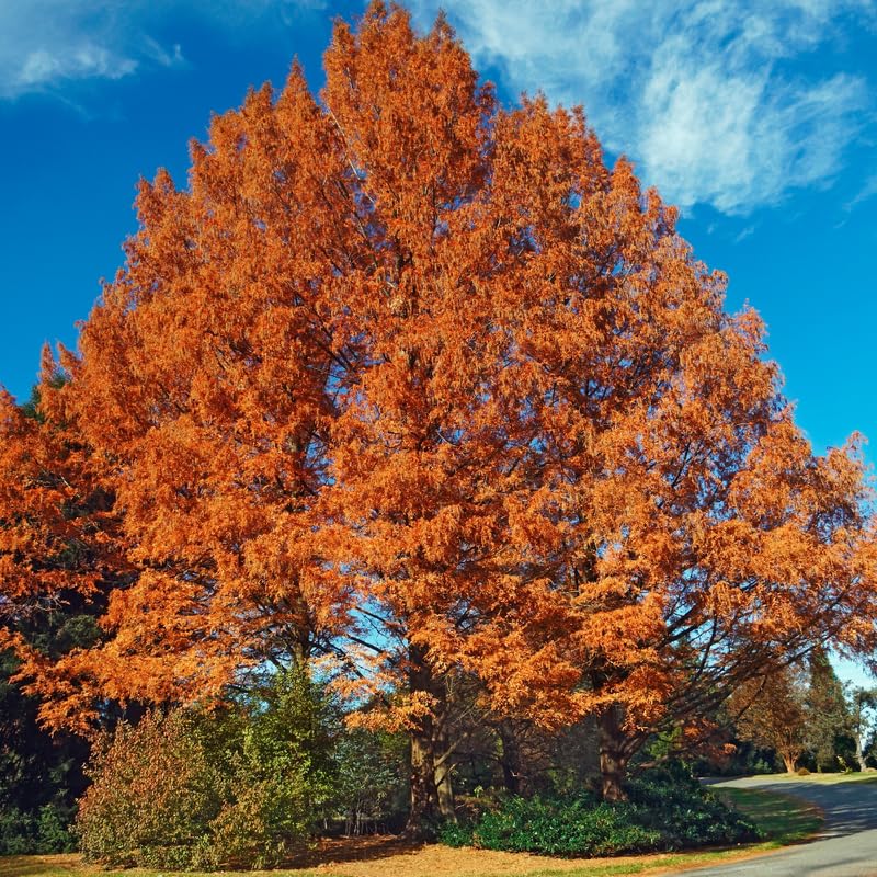 Dawn Redwood Plant in Quart Pot, 6 to 12 Inch Tall Redwood Tree Plant Potted, Shade Tree, Dormant in Winter