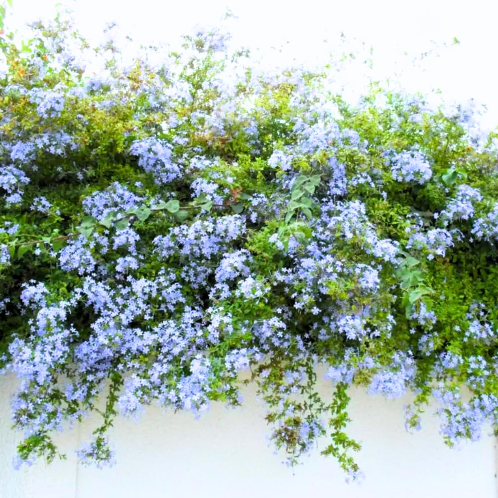 Pack 4 Mix Plumbago Plants Live, 4-7 Inches Tall, Tropical Flowering Shrub for Garden or Containers