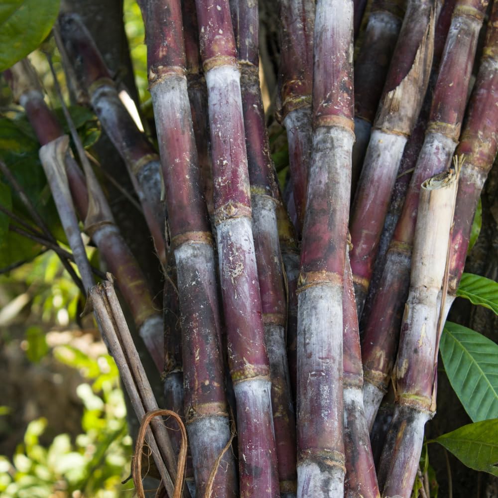 20 Purple Sugar Cane Cuttings, Sweet Sugarcane Cuttings for Growing Outdoor, Sweet Edible Stalks, No Ship to CA
