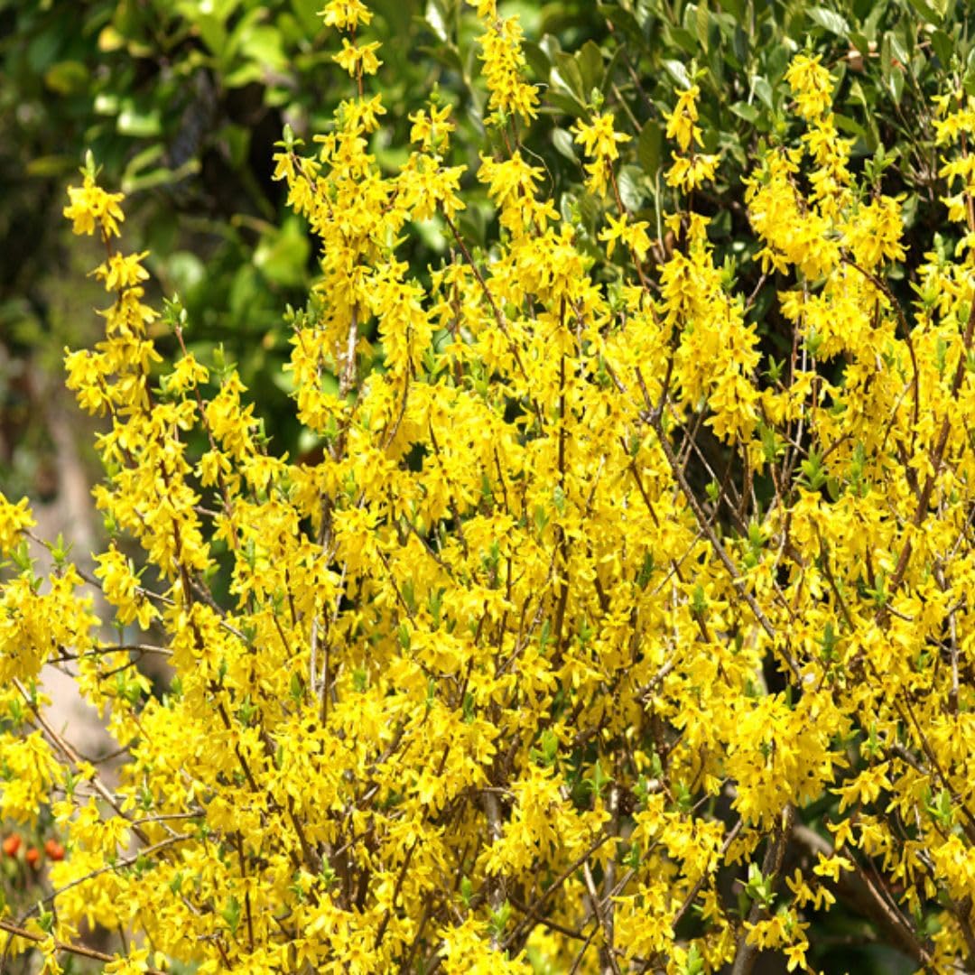 Forsythia Live Plant in Pot, 6–10 Inch Tall