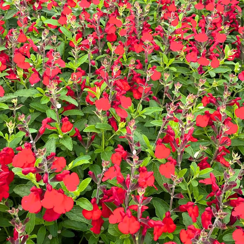 Set of 3 Salvia Plants Live, Bright Red Perennial Flower for Garden Planting, 4-7" Tall