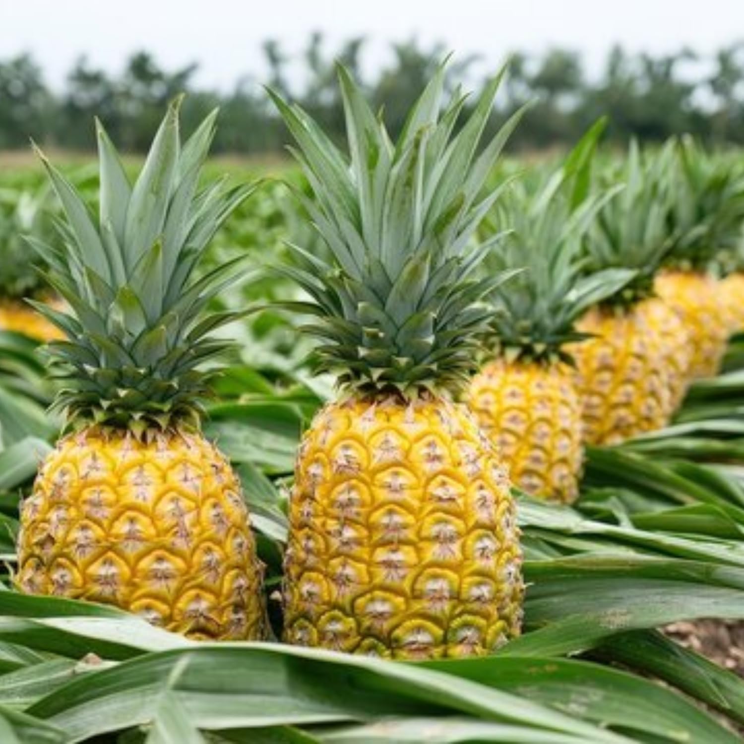 4 Elite Gold Pineapple Fruit Trees Live Plants, Pineapple Seedlings for Backyard Gardening, Pineapple Plants Live