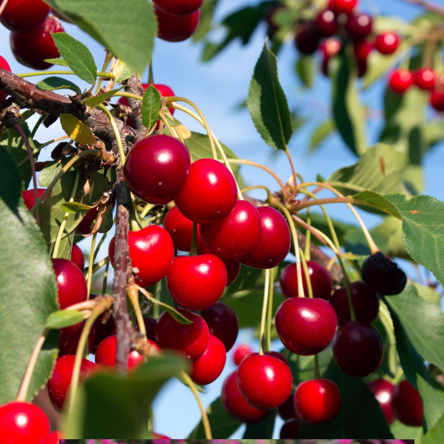 Cherry Tree Live Plant 3–4 Feet Tall in 3 Gallon Pot, Sweet Cherries Fruit Tree for Outdoor Growing, Cold Hardy Garden Tree, Ready to Plant, No CA (Bright Red Cherry)
