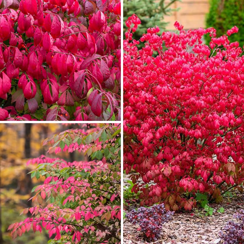 Live Dwarf Burning Bush Plant, Red Burning Bush Shrub, Dormant, 2.5 Inch Pot, Well-Rooted for Growing