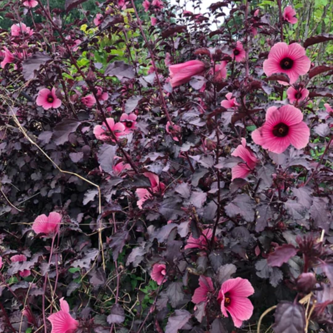 Set 2 Cranberry Hibiscus Tree Live Plant for Outdoor Planting, Well-Rooted, 4-7 Inches Tall