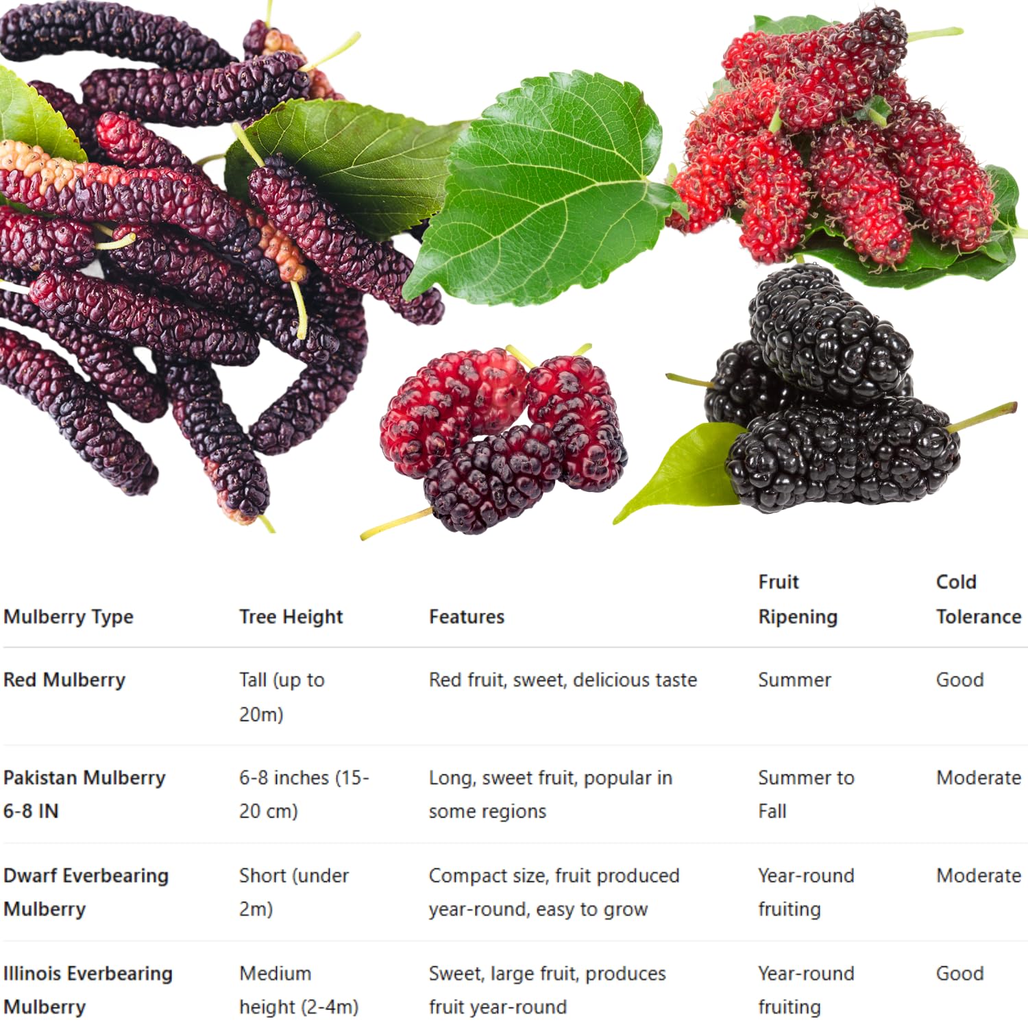 Red Mulberry Tree Live Plant Well-Rooted, Berry Seedlings Mulberries Fruit Edible, Outdoor Planting, 4-8 Inc Tall, No Pot