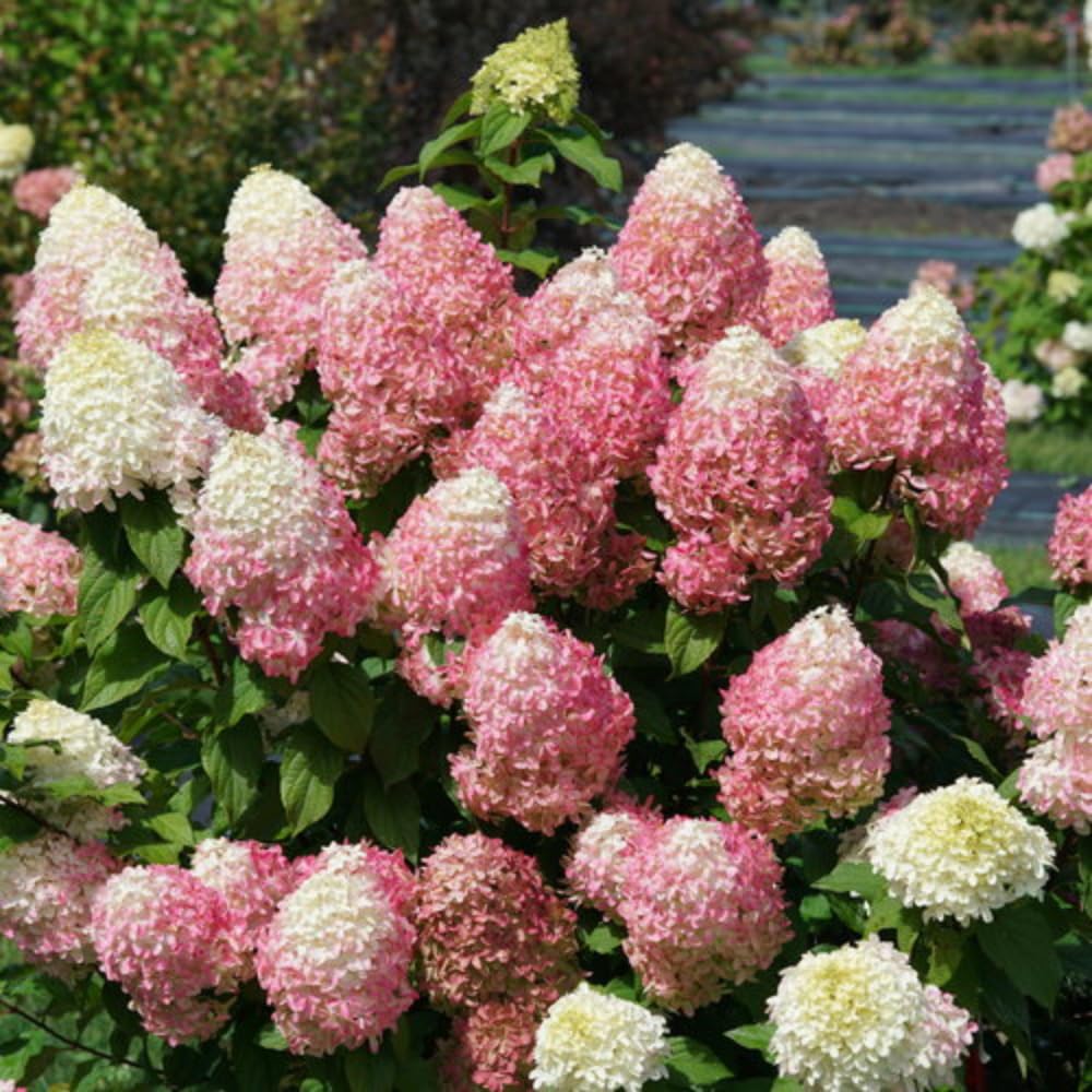 2 Hydrangea Plants Live Rooted Cuttings, 1-2 Feet Tall Hydrangea Tree Live Plant for Planting, Hydrangeas Bush, Dormant (Pink White Hydrangea)