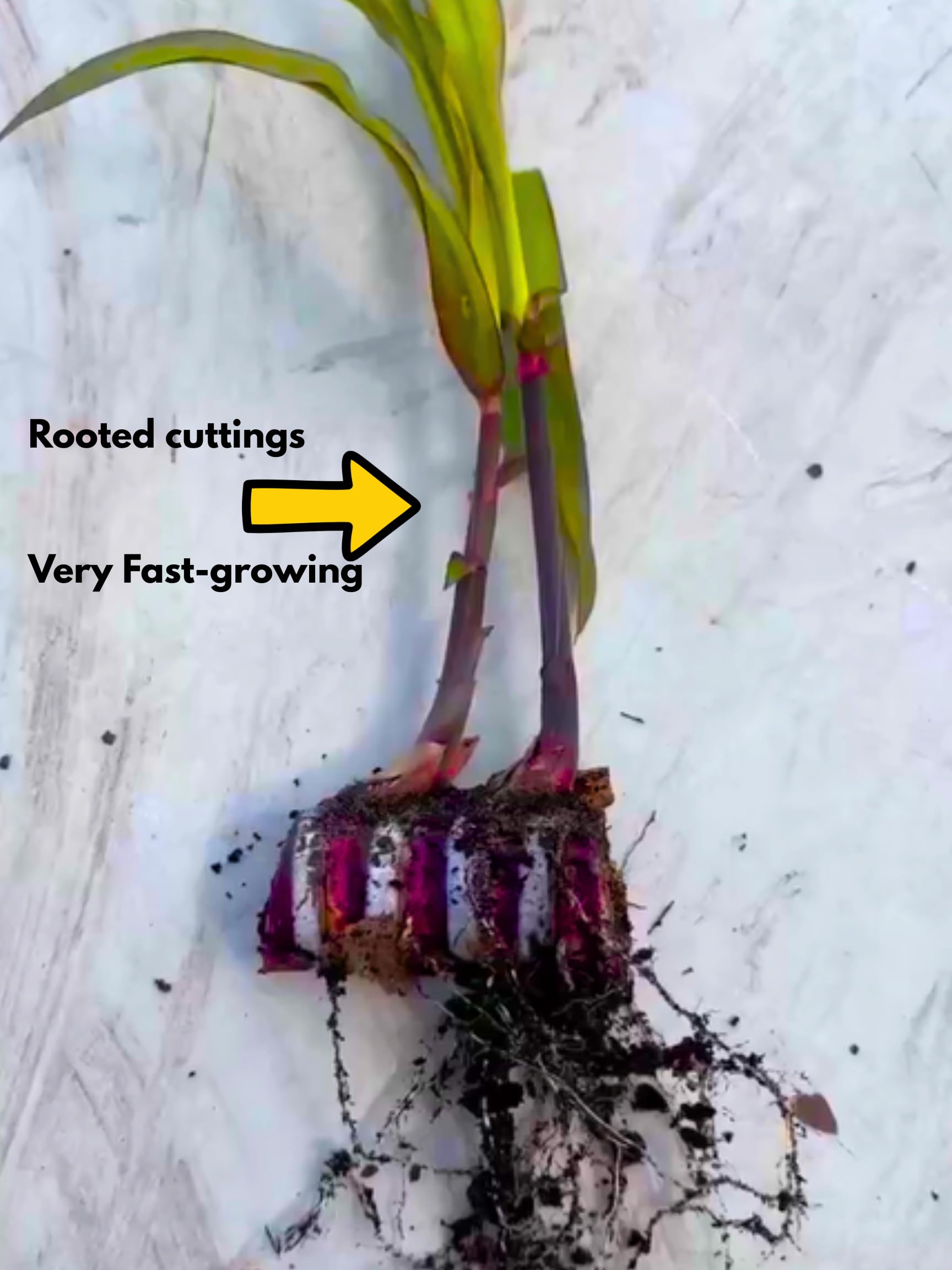 5 Sugar Cane Plants Live Rooted Cuttings Ready for Planting, 2-3" Ideal for Growing Sweet, Fresh Sugar Cane