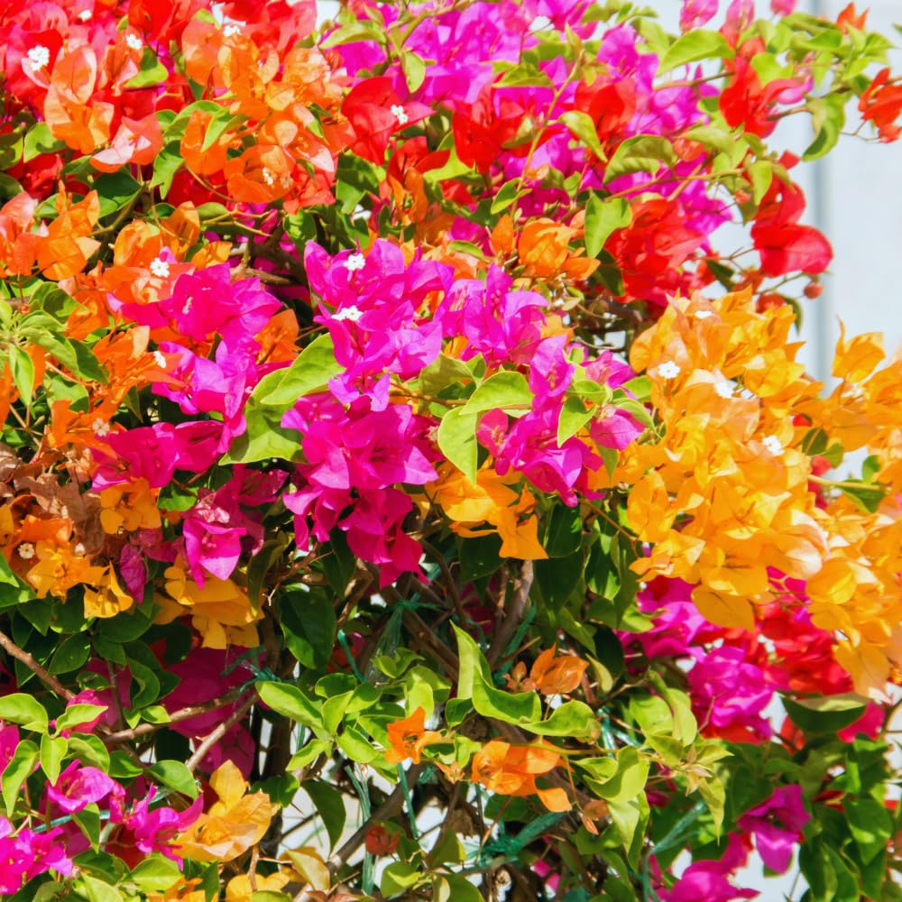 Set 4 Assorted Bougainvillea Plants Live, Bougainvillea Vine Plant, 4 to 6'' Tall, Climbing Flower Tropical Plant, No Pot