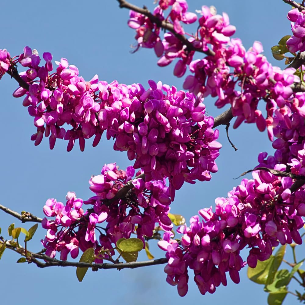5 Live Redbud Tree Seedlings 1–2 Ft Tall, Hardy Ornamental Red Bud Trees Roots, Pink Spring Blooms