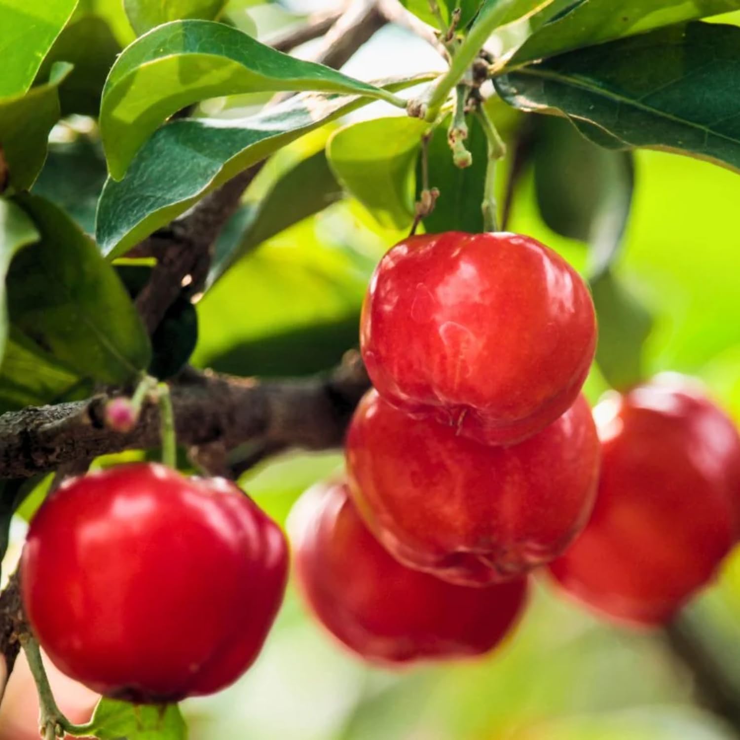 Barbados Cherry Plant, 4-8 Inch Tall, Acerola Cherry Seedling, Ready to Grow, No Pot