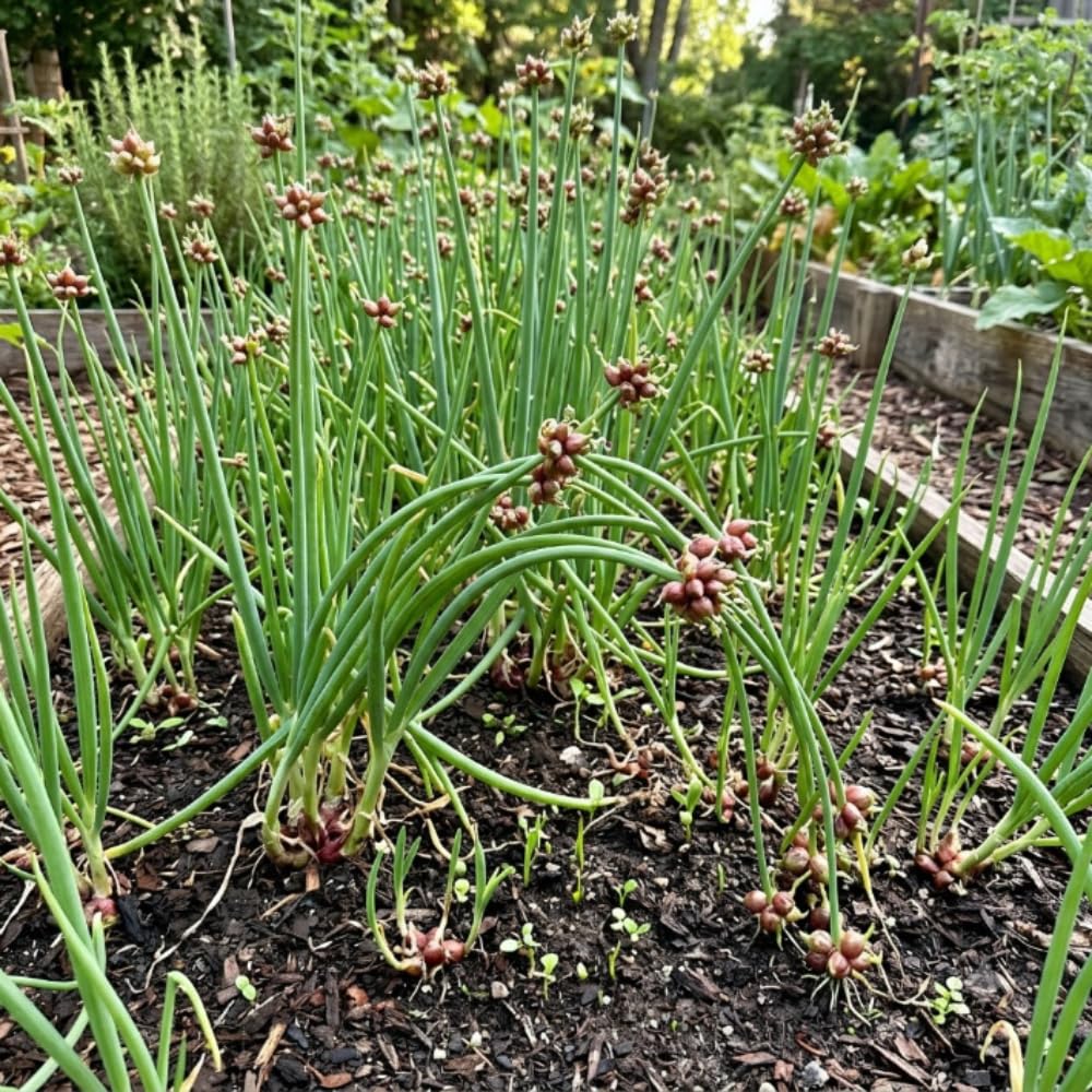 Set of 5 Egyptian Walking Onion Plants, 2 Year Old