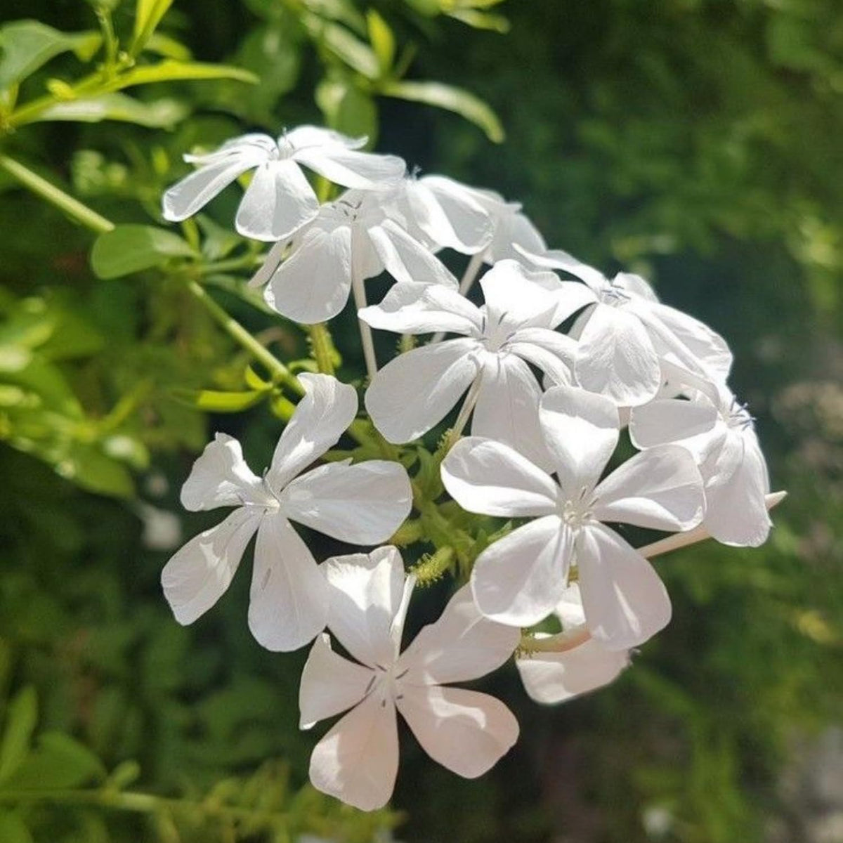 Set 4 Plumbago Plants 4–6'' Tall, Vibrant Flowering Shrubs for Garden or Containers, Well Rooted, Ready to Grow (White)