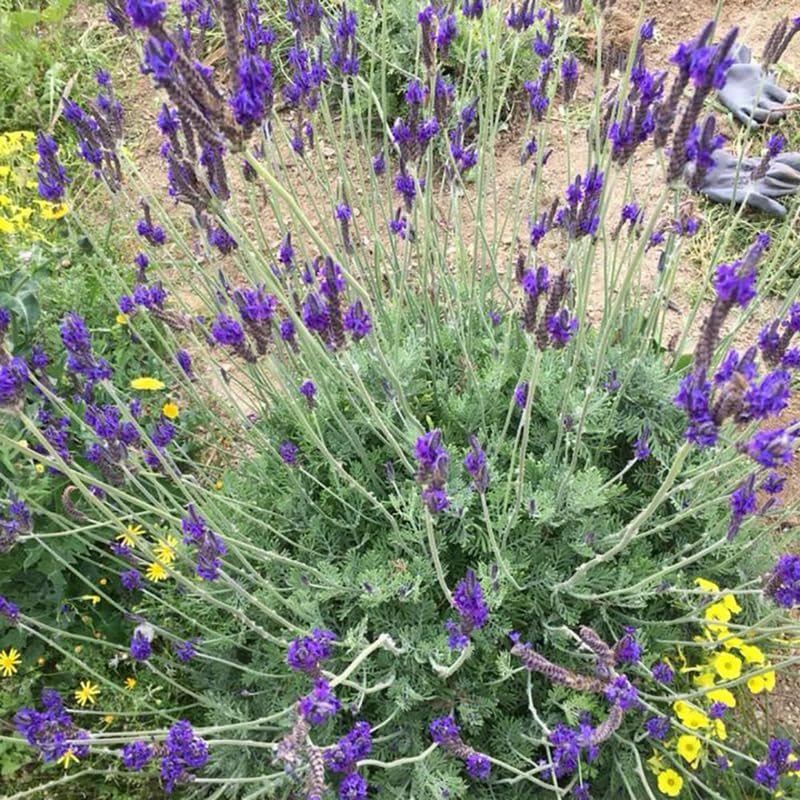 Pack 4 Deep Violet Lavender Plants Live, 4–8" Tall, Fragrant Lavender Flower Lavandula Perennial Well-Rooted, No Pot