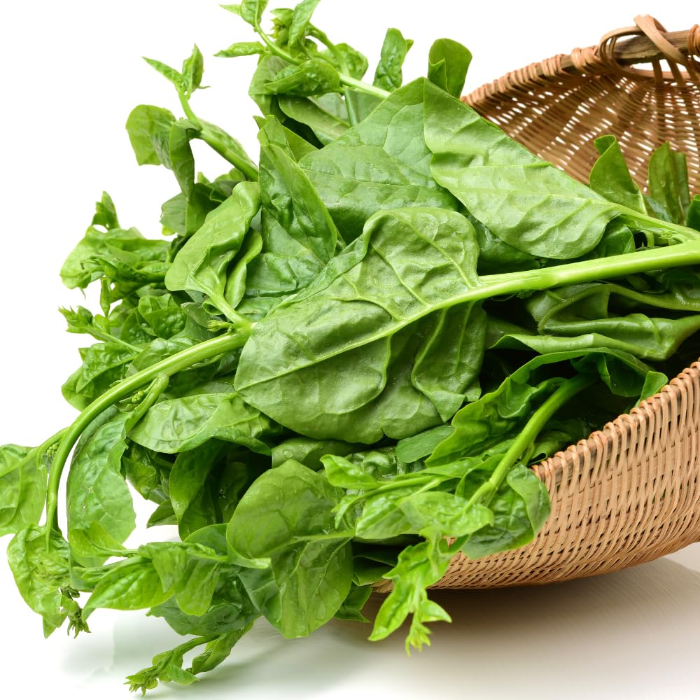 2 Green Malabar Spinach Live Plants, Vegetable Plant, Malabar Spinach Plant Live, 4 to 7 Inc Long