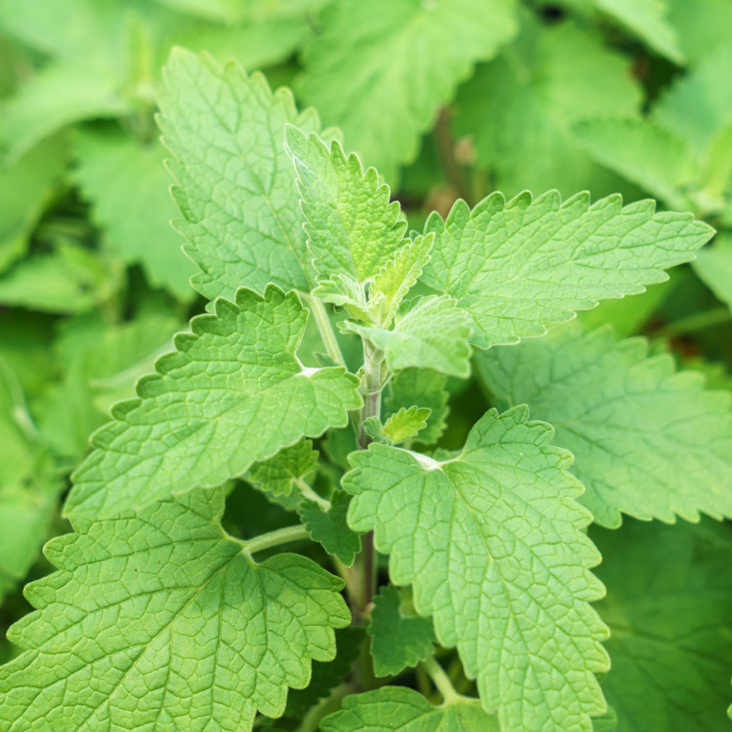 Pack 3 Catnip Live Plants, 3-6" Tall Herb Catnip Mint Plants for Garden Growing, No Pot, Well Rooted Starter Plants