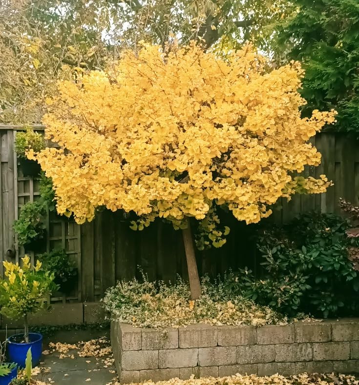 Live Ginkgo Tree in Quart Pot, Hardy Ornamental Tree with Golden Fall Foliage, Outdoor Growing, Dormant in Winter