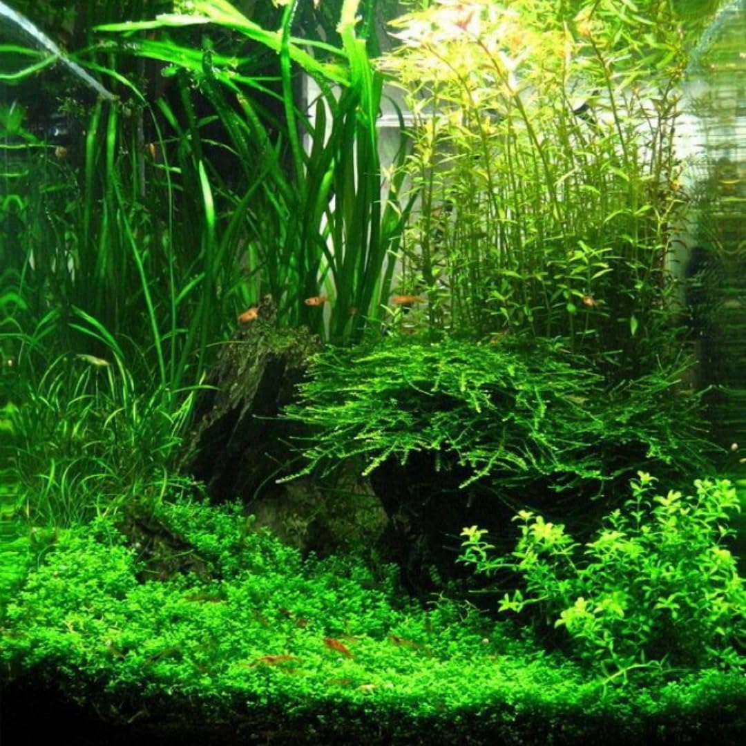 3 Jungle Vals Plants, Jungle Vallisneria Aquarium Plants Live from 4 to 5 Inc Tall, Aquarium Pond Aquatic Plant
