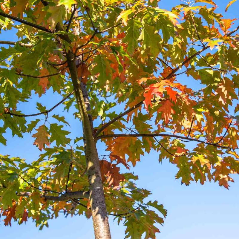 Red Oak Tree Plant in Quart Pot, 6-12 Inch Tall Shade Tree Live Oak Plants Potted Seedling for Planting Outdoor Garden, Dormant in Winter