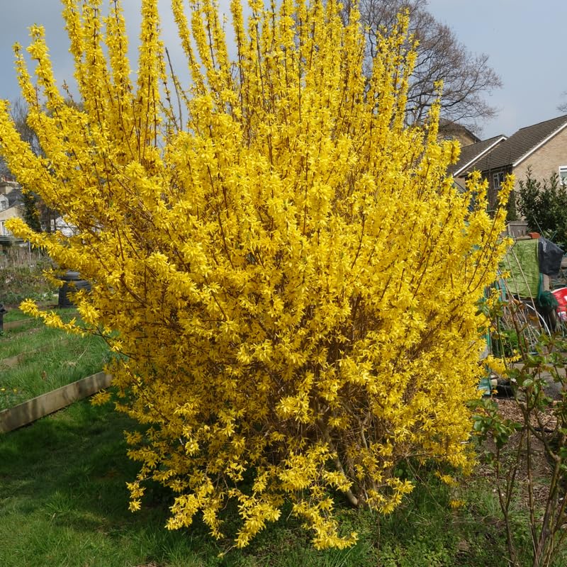 Forsythia Plant, 6-12 Inch Tall, Quart Pot, Yellow Lynwood Forsythia Bush Live Plant, Hardy Perennial Flowering Shrub, Dormant in Winter