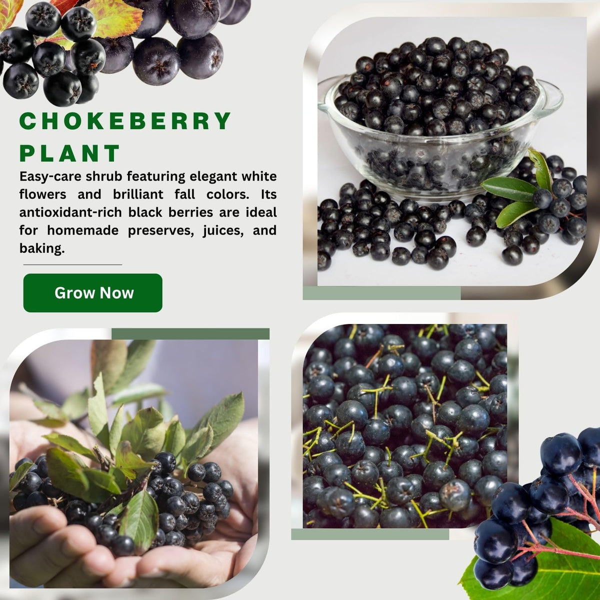 Aronia Chokeberry Plant Live 6-12 Inch Tall