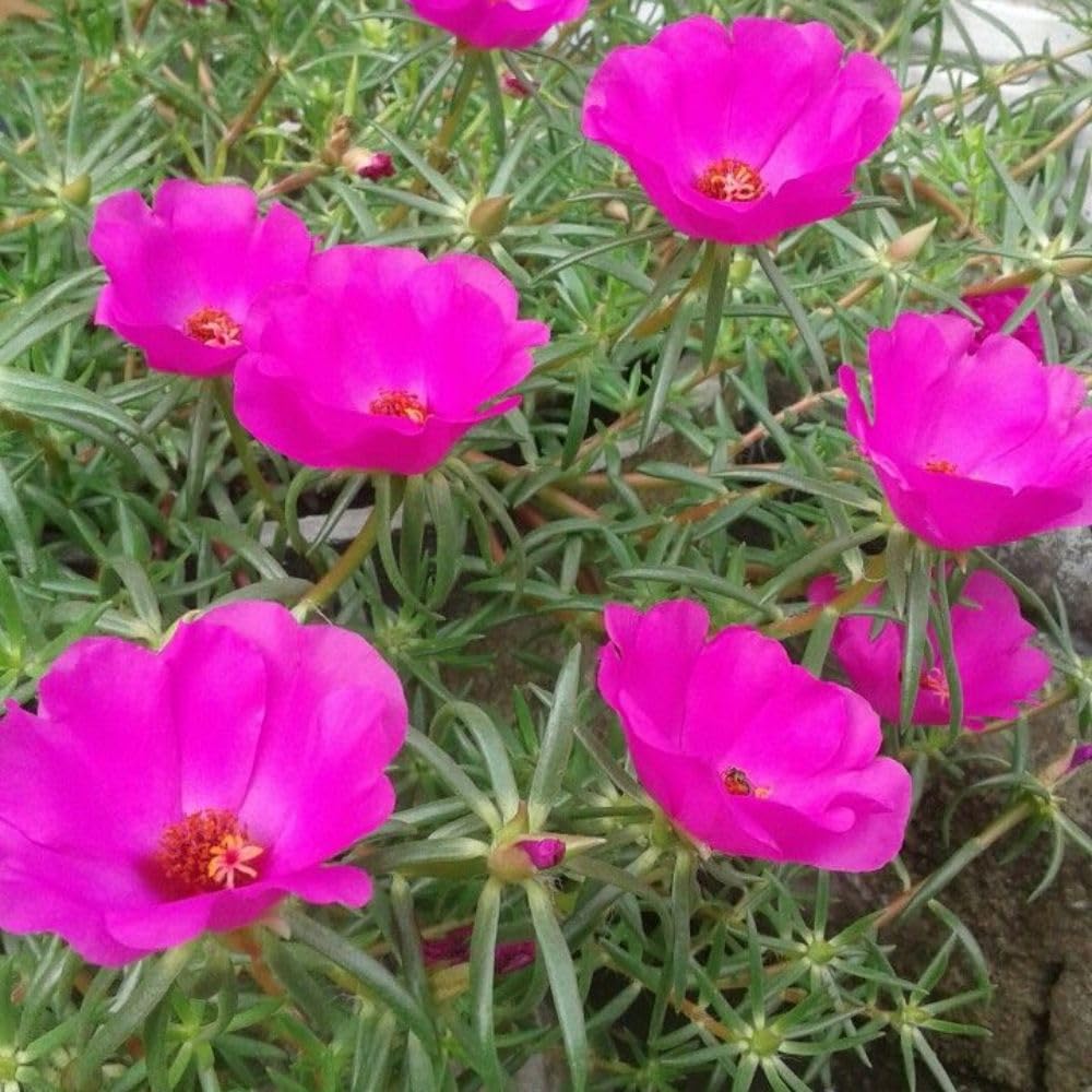 Set 2 Portulaca Live Plant, 4-6 Inch Tall, Moss Rose Plants Live, Rare Portulaca Plants for Growing Indoor Outdoor (Purple Pink)